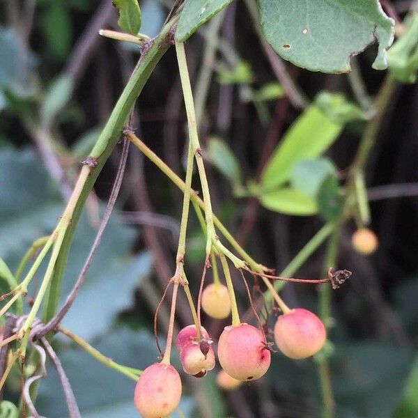 Gymnosporia senegalensis 果實