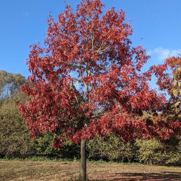 Quercus coccinea موطن