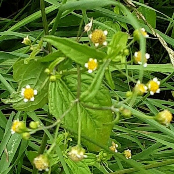 Galinsoga parviflora Flower