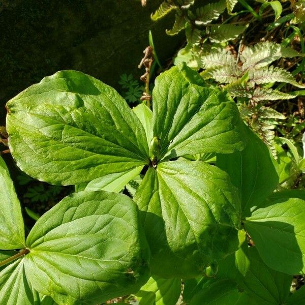 Trillium grandiflorum Folio