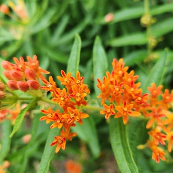 Asclepias tuberosa 花