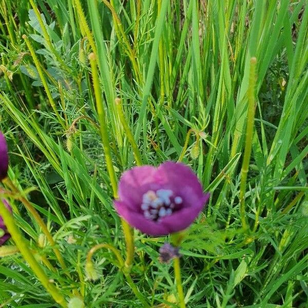 Roemeria hybrida Λουλούδι