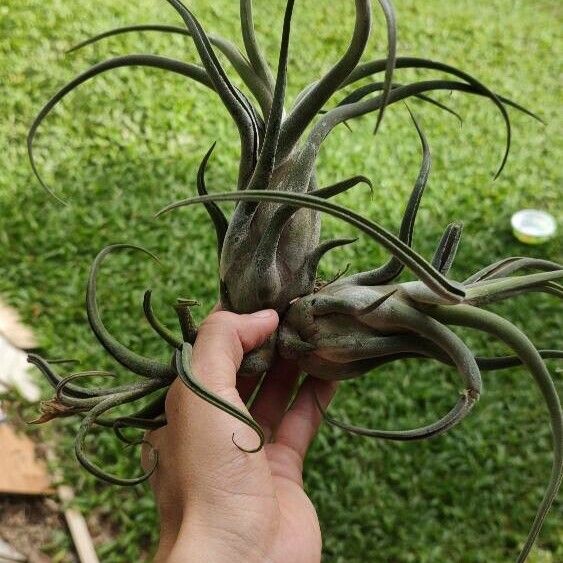 Tillandsia paucifolia Frunză