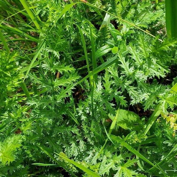 Filipendula vulgaris Folio