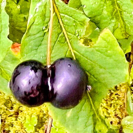 Lonicera nigra Fruit