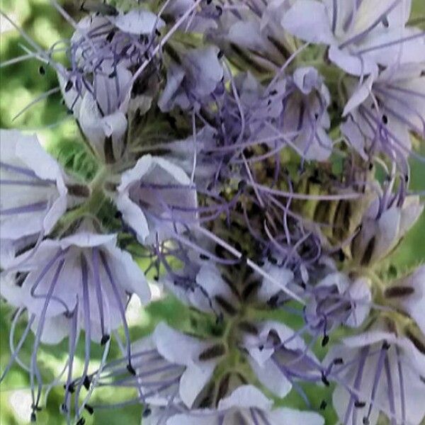 Phacelia tanacetifolia Квітка
