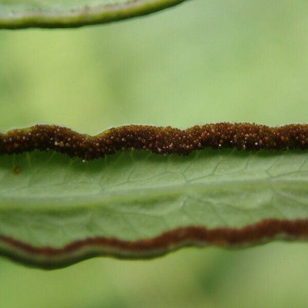 Histiopteris incisa Leaf