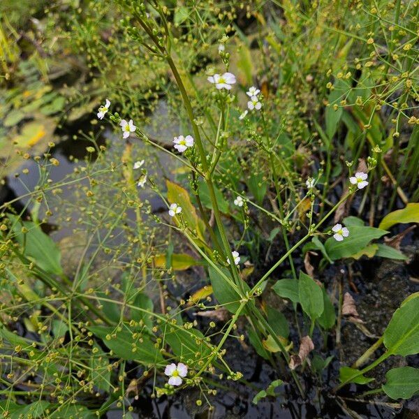 Alisma plantago-aquatica Hábito