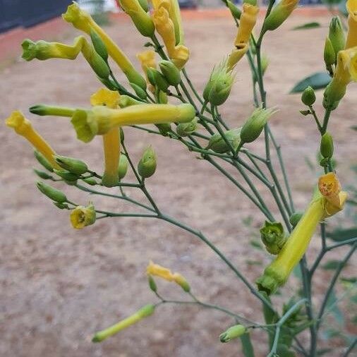 Nicotiana glauca Flower