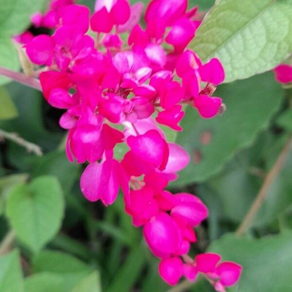 Antigonon leptopus 花