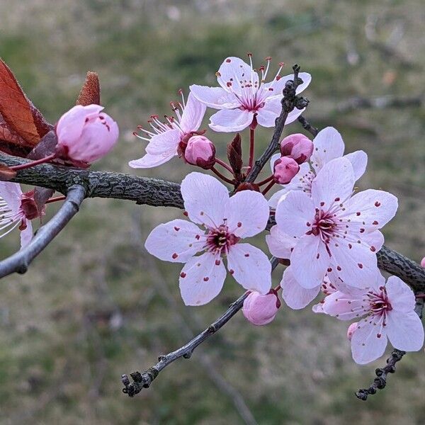 Prunus cerasifera Çiçek