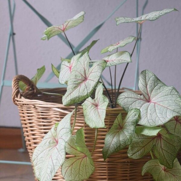 Caladium bicolor Folha