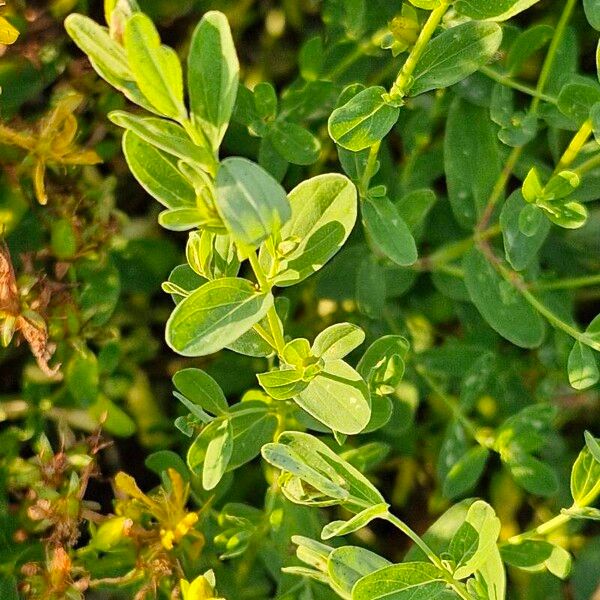 Hypericum perforatum Leaf