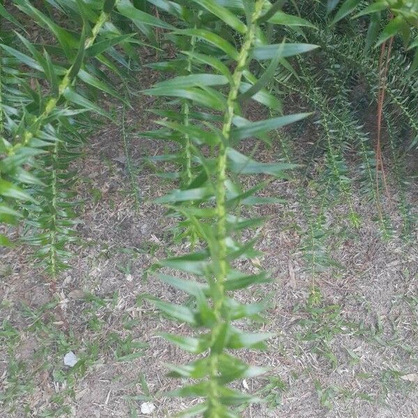 Araucaria angustifolia 叶