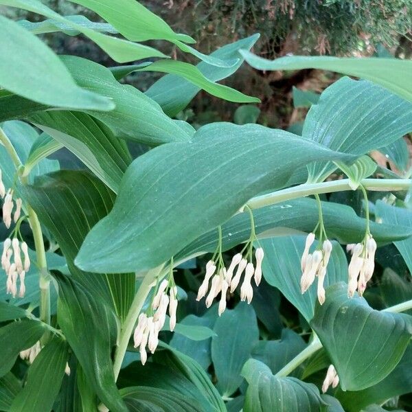 Polygonatum multiflorum Λουλούδι