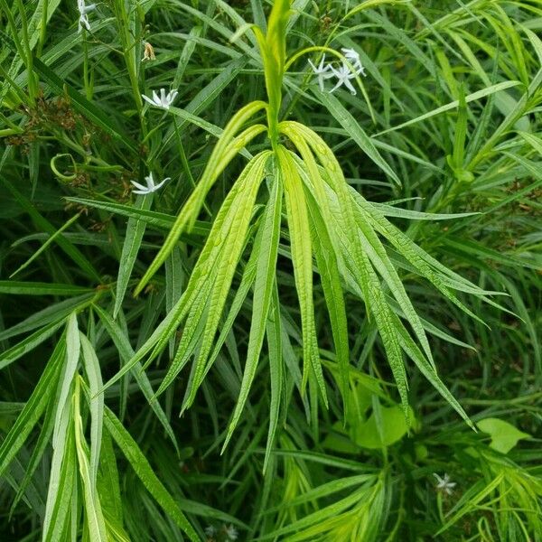 Amsonia tabernaemontana Лист