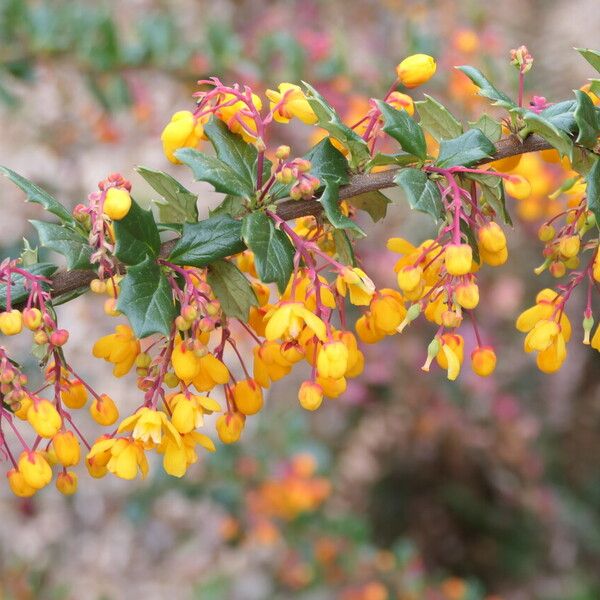 Berberis darwinii Цвят