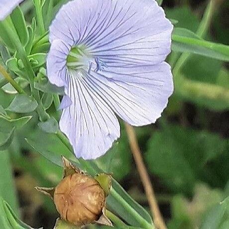 Linum usitatissimum Flower