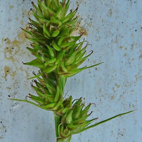 Carex vulpina ফুল