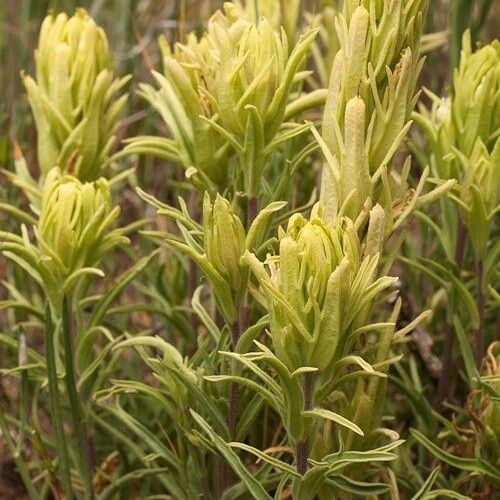Castilleja cusickii (Cusick's paintbrush)