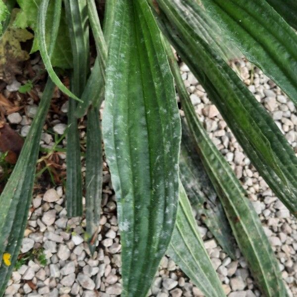 Plantago argentea Лист