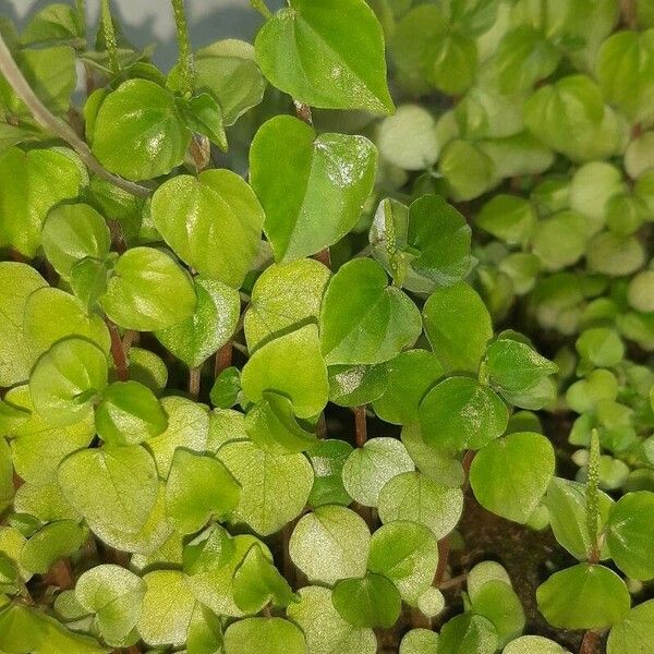 Peperomia pellucida 葉