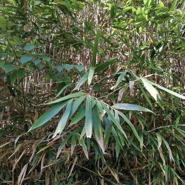 Pseudosasa japonica Blatt