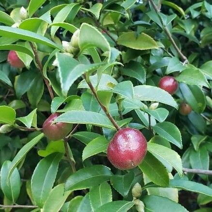 Camellia japonica Vrucht