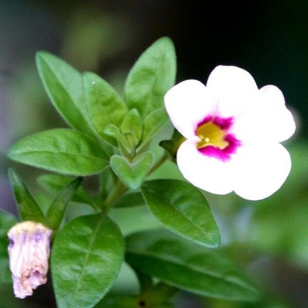 Calibrachoa parviflora Blomma