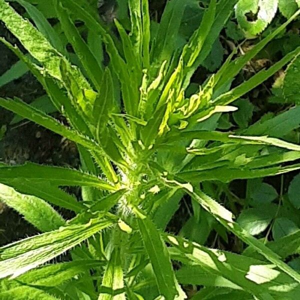 Erigeron canadensis Leaf