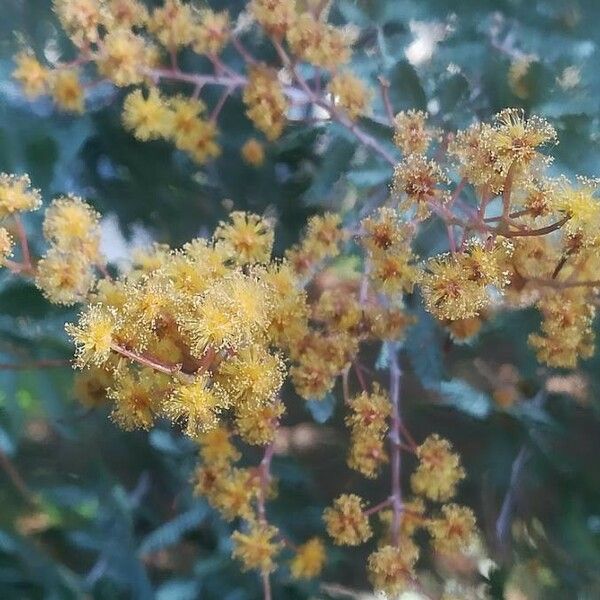 Acacia baileyana Květ