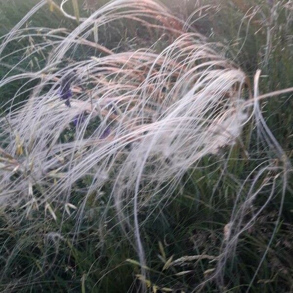 Stipa pennata 葉