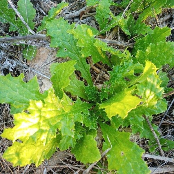 Cirsium brevistylum List