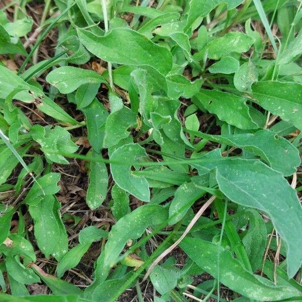 Centaurea jacea Fuelha