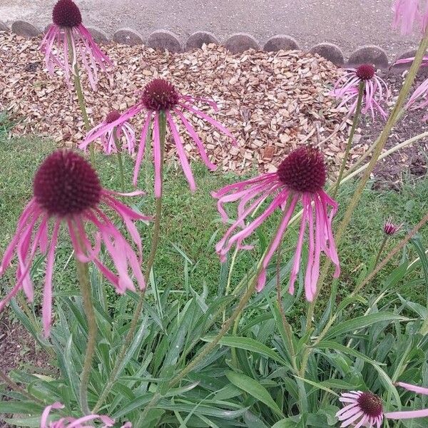 Echinacea pallida फूल