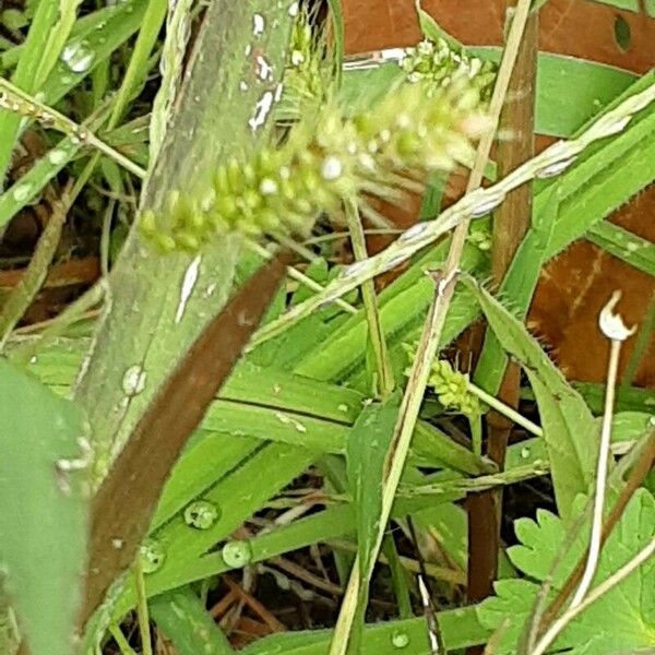 Setaria verticillata Bark