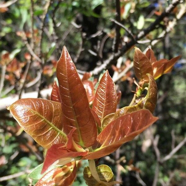 Ficus ingens Leaf