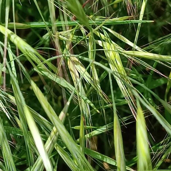 Bromus diandrus Blomma