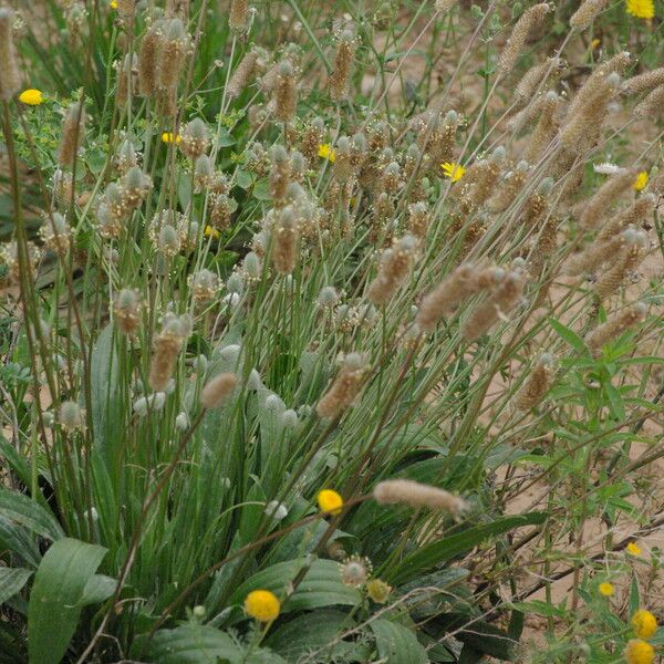 Plantago lagopus Hàbitat