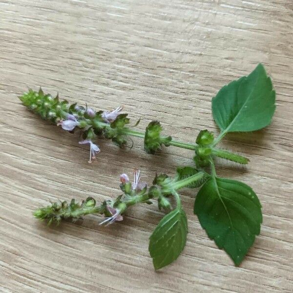 Ocimum basilicum Leaf