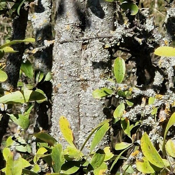 Pyrus spinosa Azala