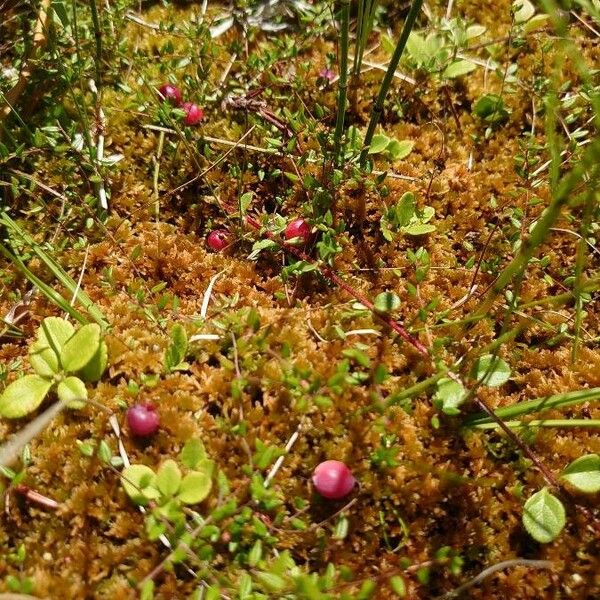 Vaccinium oxycoccos Owoc