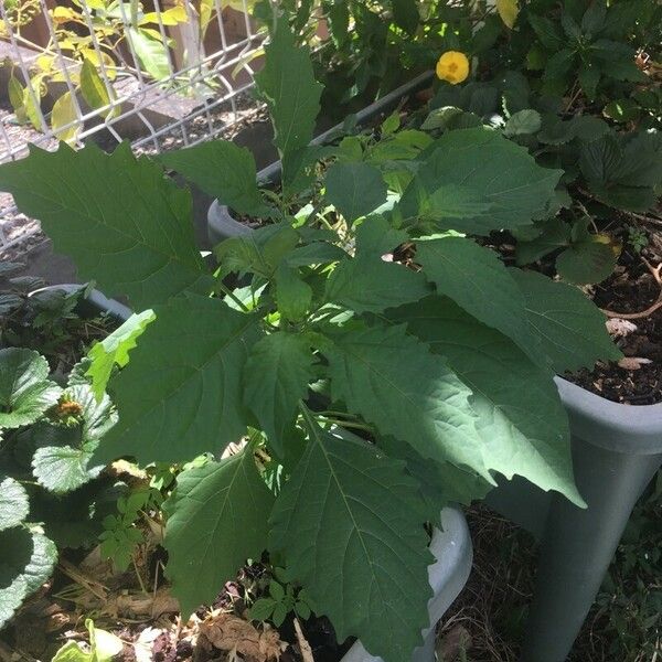 Solanum americanum 整株植物