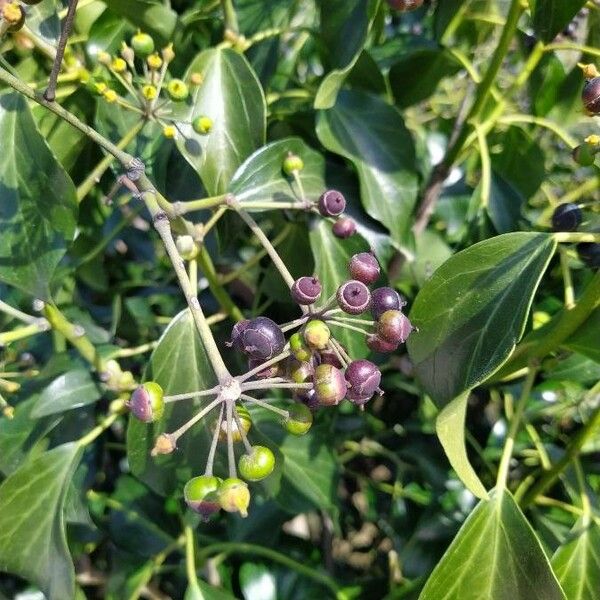 Hedera helix Плод