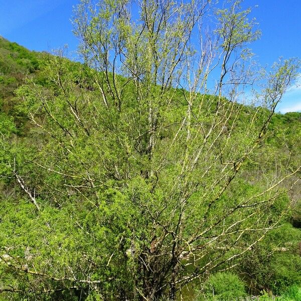 Salix pentandra Habit