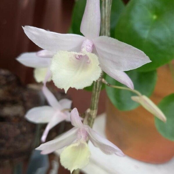 Dendrobium aphyllum Cvet