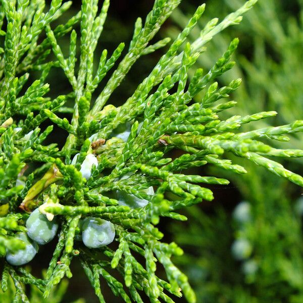 Juniperus sabina Blatt