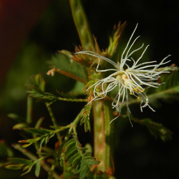 Desmanthus virgatus Квітка