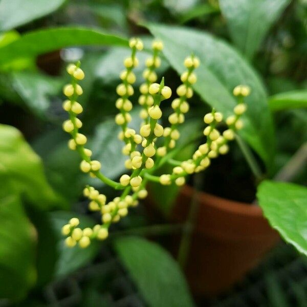 Chloranthus spicatus Blüte