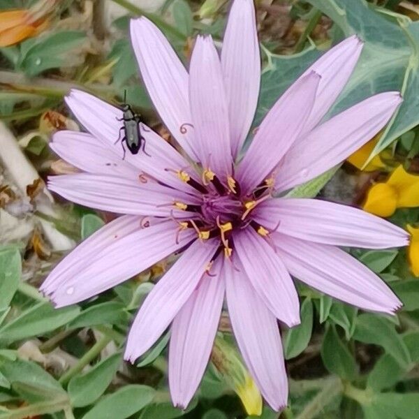 Pseudopodospermum undulatum Flor